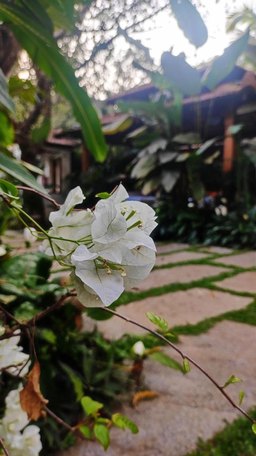 Hotel The Postcard Saligao Calangute Exterior foto