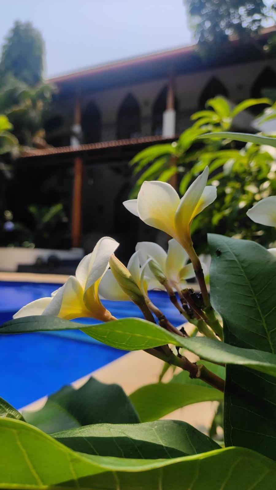 Hotel The Postcard Saligao Calangute Exterior foto
